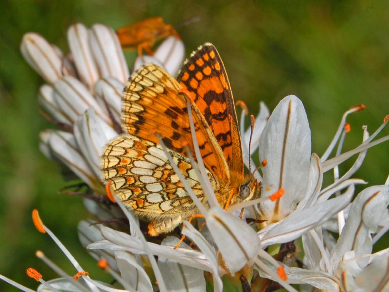 Un''altra Melitaea species - Melitaea nevadensis